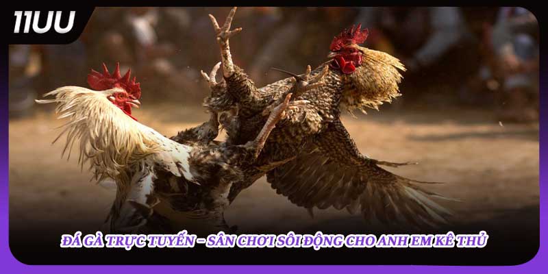 đá gà trực tuyến sân chơi sôi động cho anh em kê thủ 