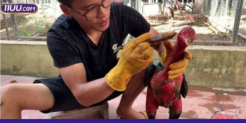 Người nuôi cần biết cách vào nghệ cho gà đá