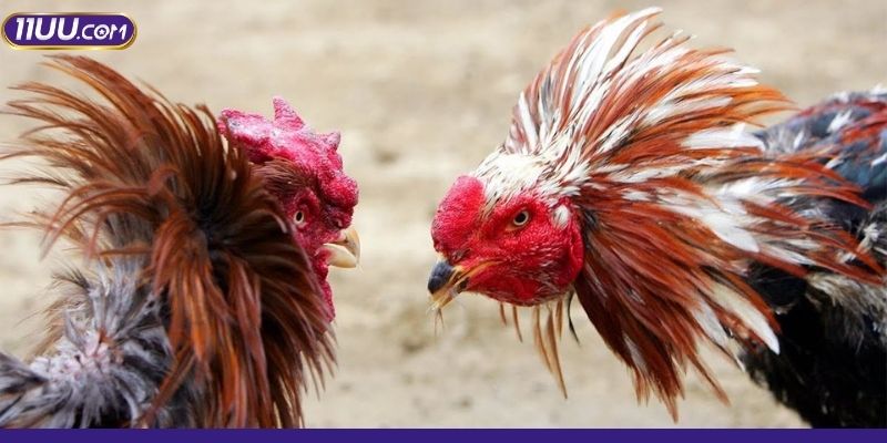 Tổng quan về chuyên mục Đá gà 11UU